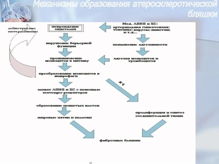 Механизмы образования атеросклеротической бляшки http://pathophysiology.dsmu.edu.ua/study/books/zajko_byc/zajko_1996_423_435_ateros.html