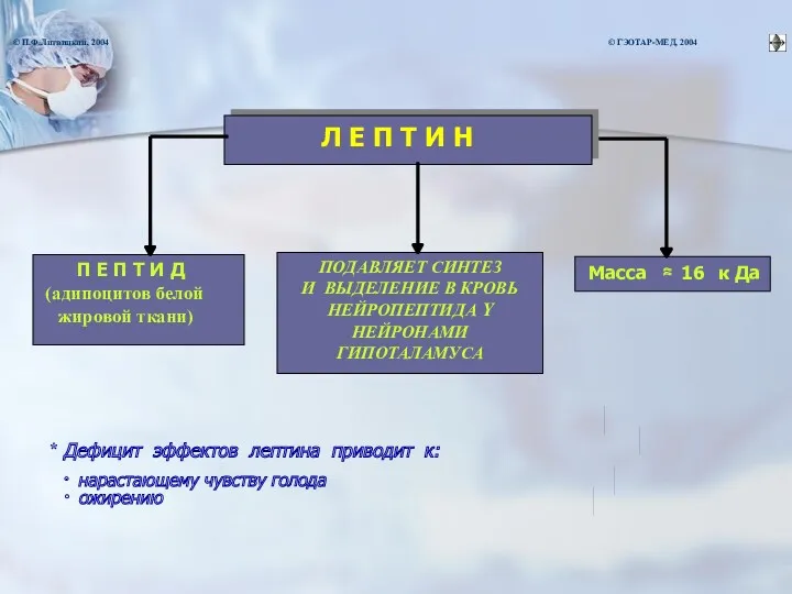 * Дефицит эффектов лептина приводит к: ∙ нарастающему чувству голода Л Е П