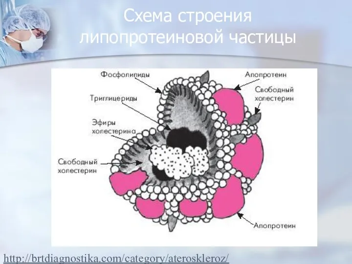 Схема строения липопротеиновой частицы http://brtdiagnostika.com/category/ateroskleroz/