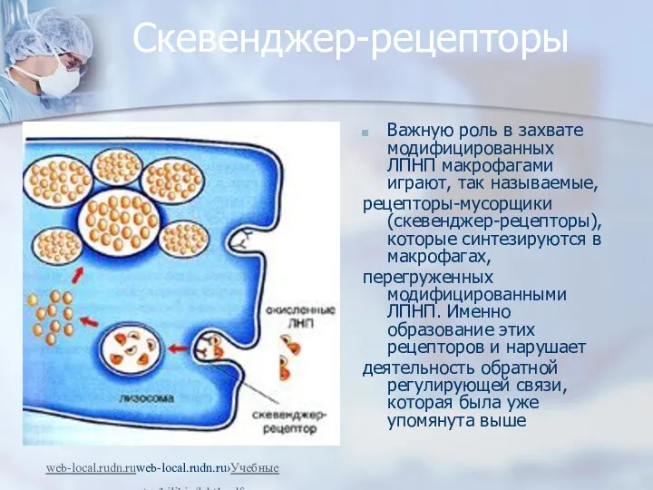 Скевенджер-рецепторы Важную роль в захвате модифицированных ЛПНП макрофагами играют, так