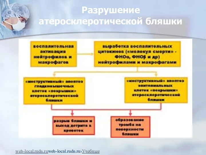 Разрушение атеросклеротической бляшки web-local.rudn.ruweb-local.rudn.ru›Учебные ресурсы›autor/bilibin/lekt1.pdf