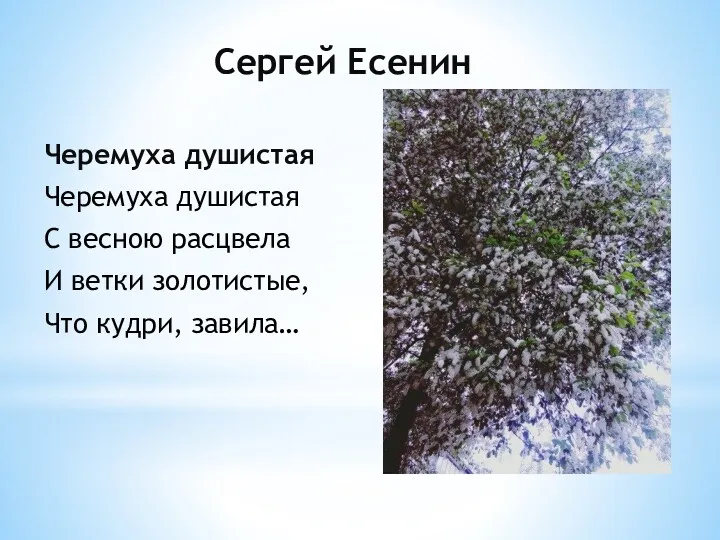 Сергей Есенин Черемуха душистая Черемуха душистая С весною расцвела И ветки золотистые, Что кудри, завила…