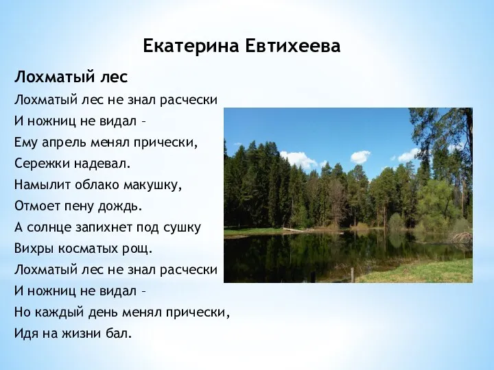 Екатерина Евтихеева Лохматый лес Лохматый лес не знал расчески И