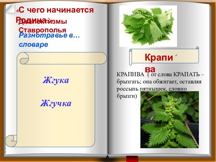 Жгука Жгучка «С чего начинается Родина?» Диалектизмы Ставрополья Разнотравье в…