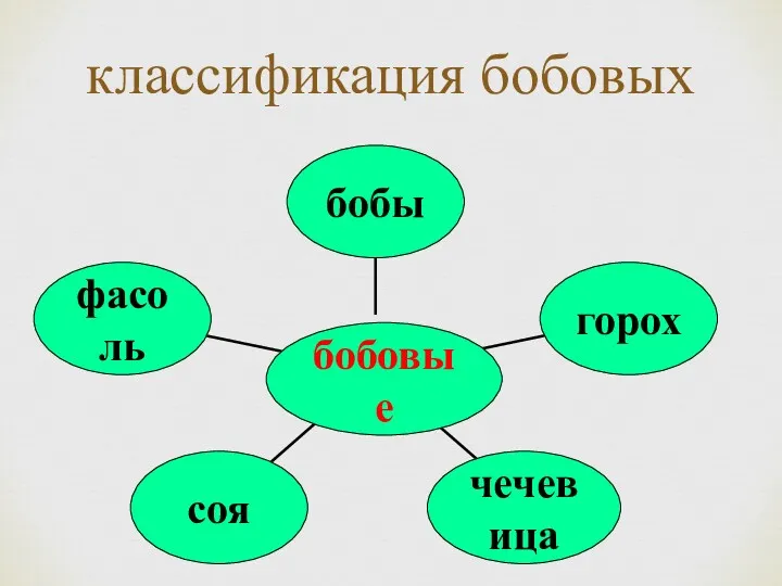 классификация бобовых