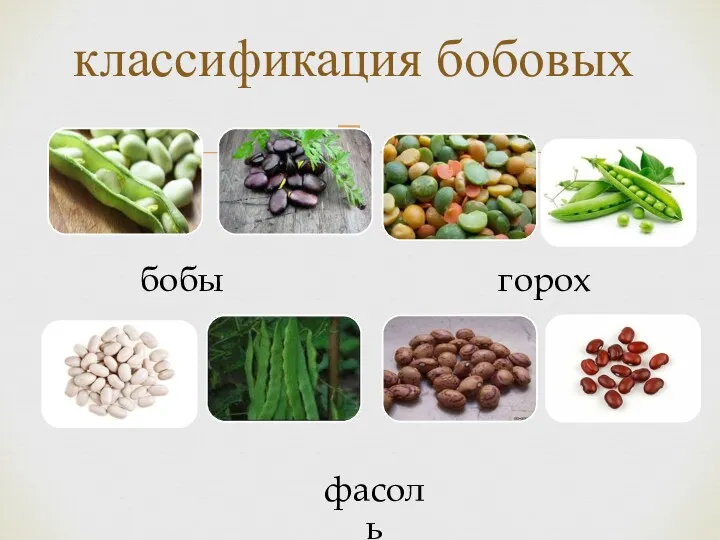 классификация бобовых