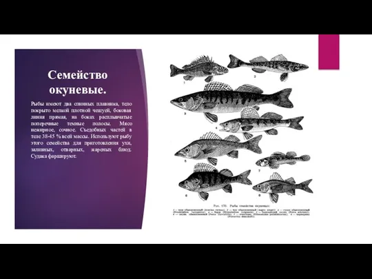 Семейство окуневые. Рыбы имеют два спинных плавника, тело покрыто мелкой плотной чешуей, боковая