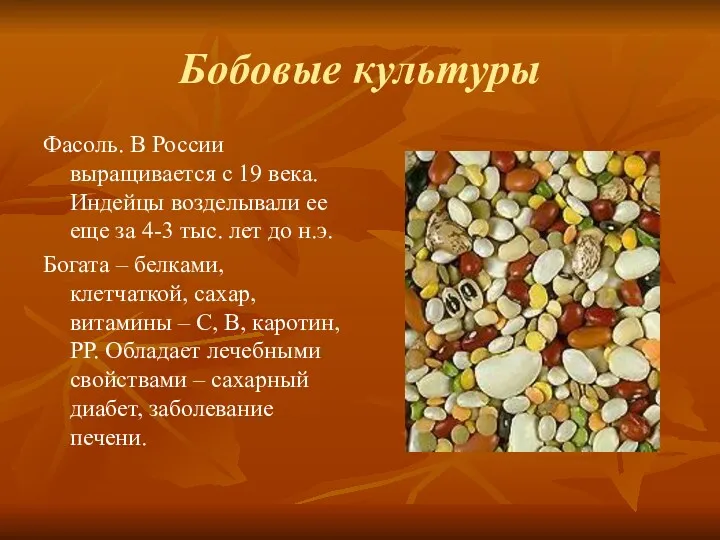 Бобовые культуры Фасоль. В России выращивается с 19 века. Индейцы