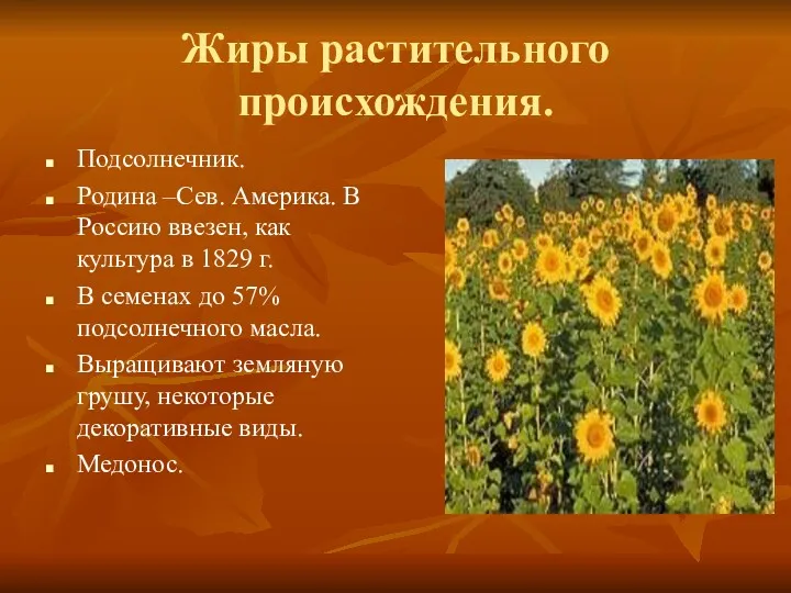 Жиры растительного происхождения. Подсолнечник. Родина –Сев. Америка. В Россию ввезен,