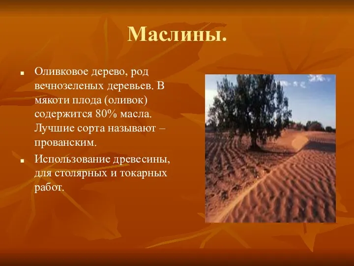 Маслины. Оливковое дерево, род вечнозеленых деревьев. В мякоти плода (оливок)