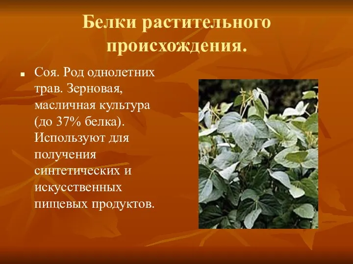 Белки растительного происхождения. Соя. Род однолетних трав. Зерновая, масличная культура