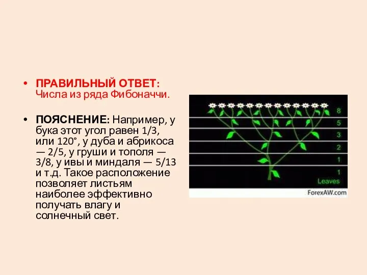 ПРАВИЛЬНЫЙ ОТВЕТ: Числа из ряда Фибоначчи. ПОЯСНЕНИЕ: Например, у бука