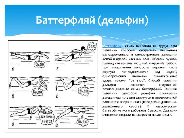 Баттерфляй (дельфин) Баттерфляй - стиль плавания на груди, при плавании которым спортсмен выполняет