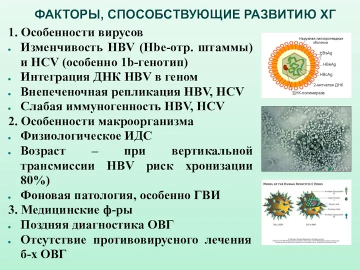 ФАКТОРЫ, СПОСОБСТВУЮЩИЕ РАЗВИТИЮ ХГ 1. Особенности вирусов Изменчивость НВV (Hbe-отр.