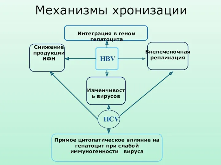 HBV Интеграция в геном гепатоцита Снижение продукции ИФН Изменчивость вирусов