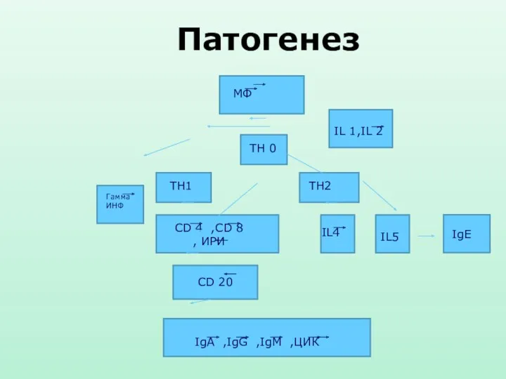 Патогенез СD 20 МФ TH 0 IL 1,IL 2 TH1