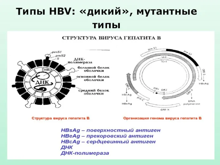 Типы HBV: «дикий», мутантные типы