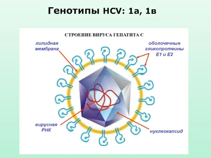 Генотипы HCV: 1а, 1в