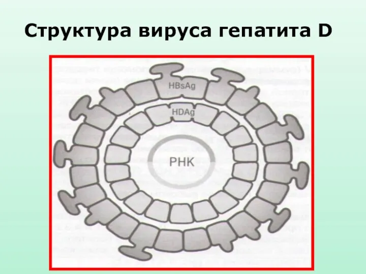 Структура вируса гепатита D