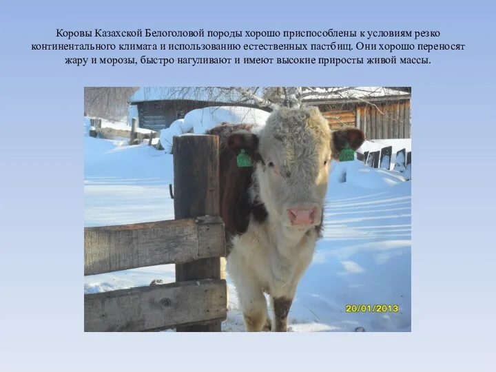 Коровы Казахской Белоголовой породы хорошо приспособлены к условиям резко континентального климата и использованию