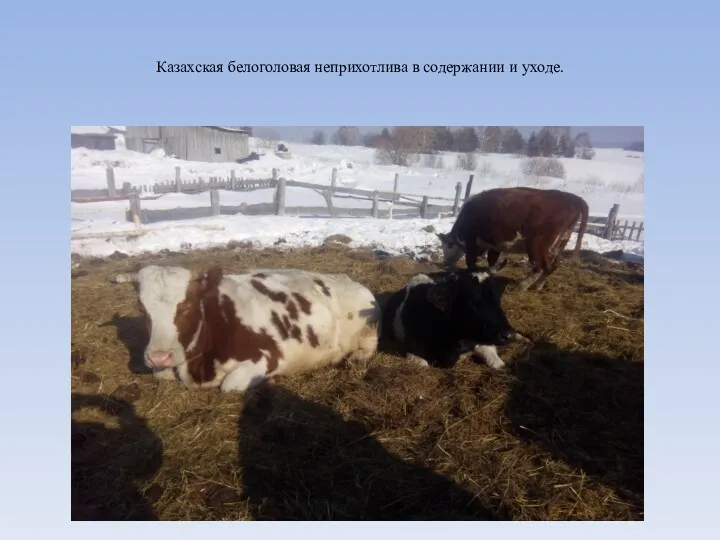 Казахская белоголовая неприхотлива в содержании и уходе.