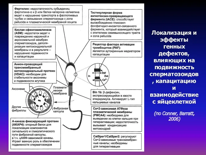 Локализация и эффекты генных дефектов, влияющих на подвижность сперматозоидов, капацитацию