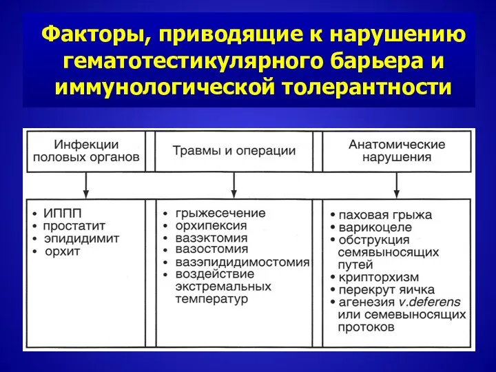 Факторы, приводящие к нарушению гематотестикулярного барьера и иммунологической толерантности