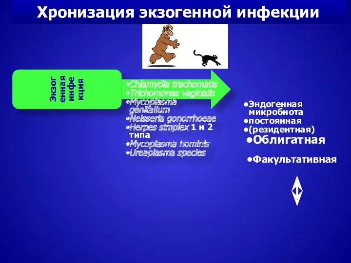 Хронизация экзогенной инфекции Экзогенная инфекция Chlamydia trachomatis Trichomonas vaginalis Mycoplasma