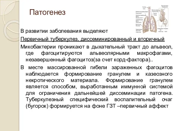 Патогенез В развитии заболевания выделяют Первичный туберкулез, диссеминированный и вторичный