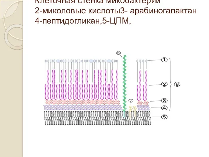 Клеточная стенка микобактерий 2-миколовые кислоты3- арабиногалактан 4-пептидогликан,5-ЦПМ,