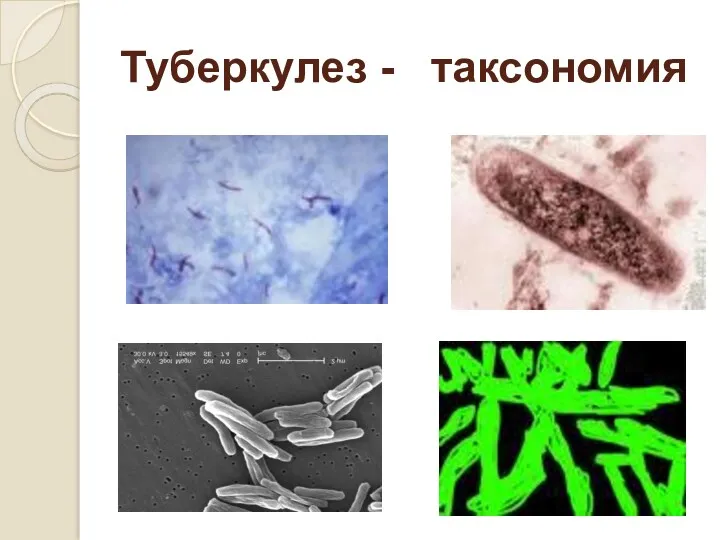 Туберкулез - таксономия