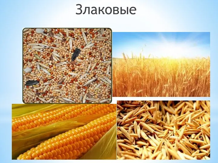 Злаковые