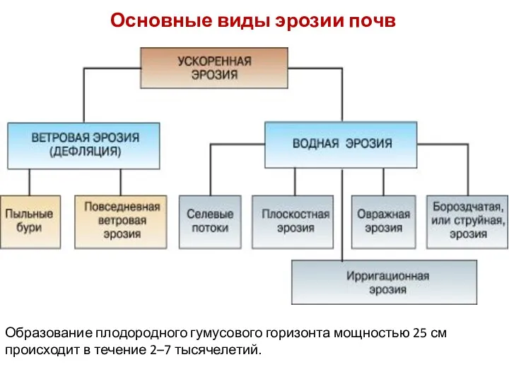 Основные виды эрозии почв Образование плодородного гумусового горизонта мощностью 25 см происходит в течение 2–7 тысячелетий.