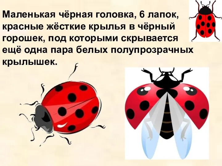 Маленькая чёрная головка, 6 лапок, красные жёсткие крылья в чёрный горошек, под которыми