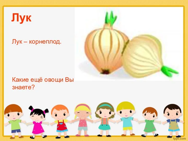 Лук Какие ещё овощи Вы знаете? Лук – корнеплод.