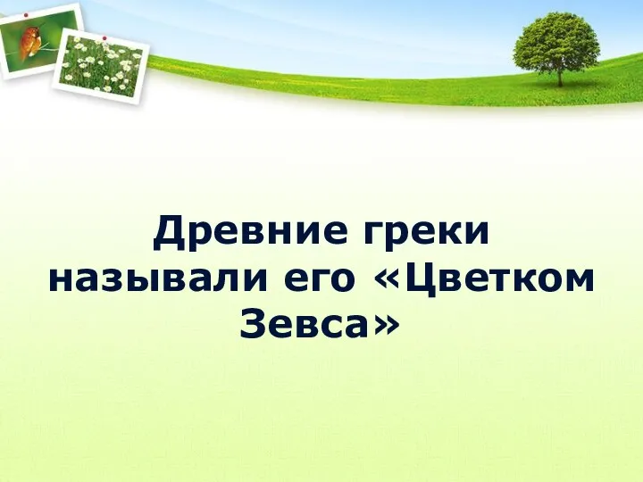 Древние греки называли его «Цветком Зевса»