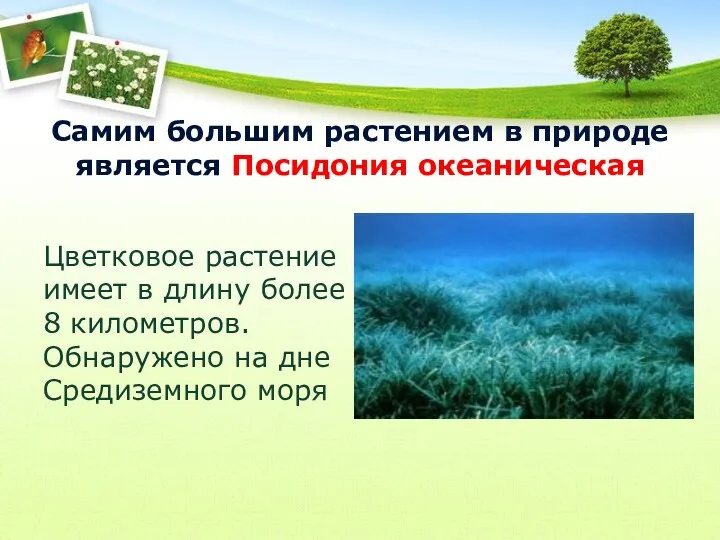 Самим большим растением в природе является Посидония океаническая Цветковое растение