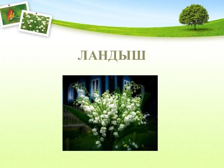 ЛАНДЫШ