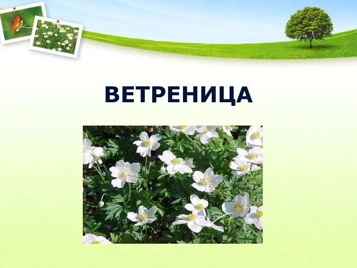 ВЕТРЕНИЦА