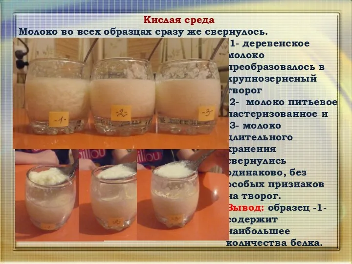 Кислая среда Молоко во всех образцах сразу же свернулось. -1- деревенское молоко преобразовалось