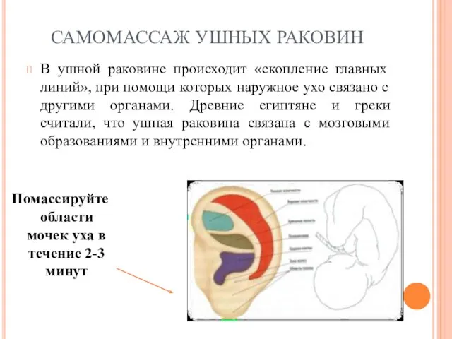 САМОМАССАЖ УШНЫХ РАКОВИН В ушной раковине происходит «скопление главных линий»,