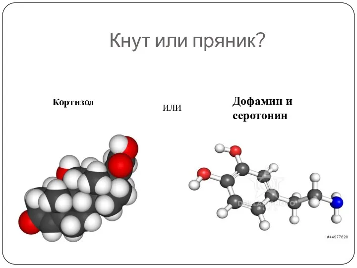 Кнут или пряник? Кортизол Дофамин и серотонин ИЛИ