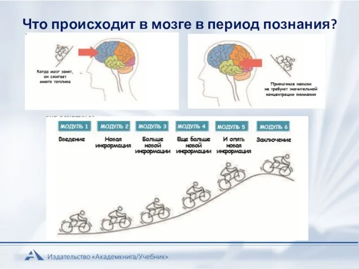 Что происходит в мозге в период познания?