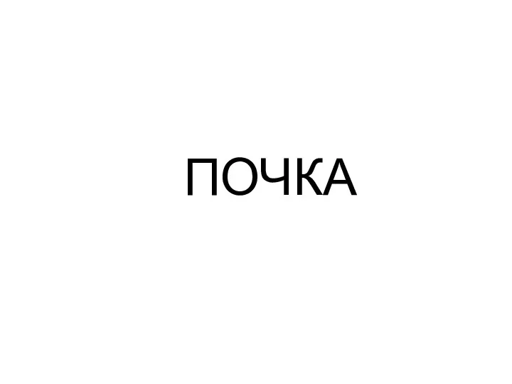 ПОЧКА