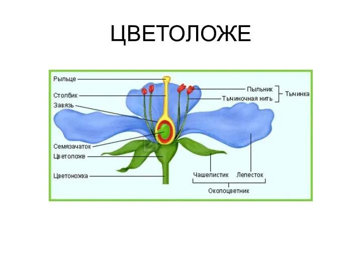 ЦВЕТОЛОЖЕ