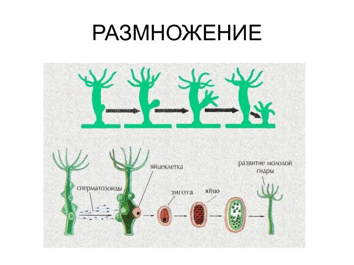 РАЗМНОЖЕНИЕ