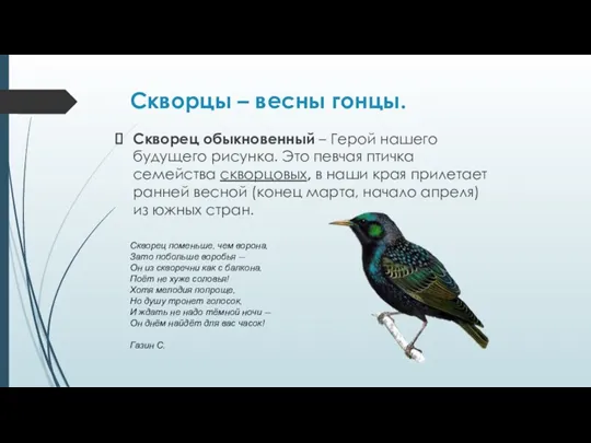 Скворцы – весны гонцы. Скворец обыкновенный – Герой нашего будущего рисунка. Это певчая