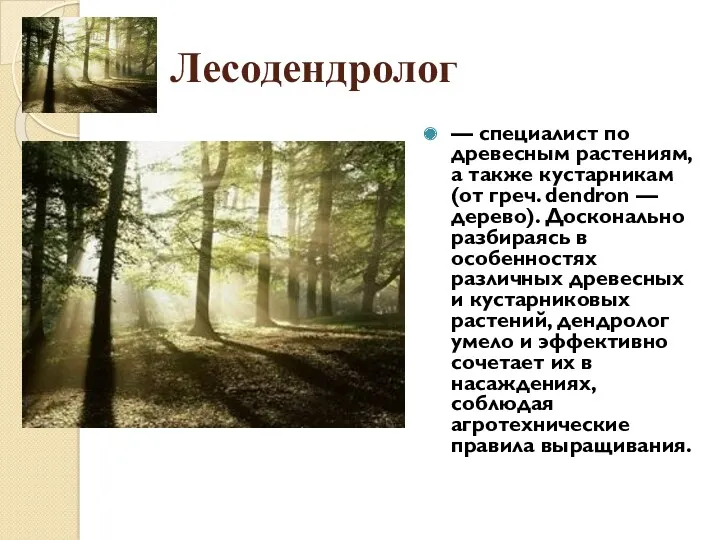 Лесодендролог — специалист по древесным растениям, а также кустарникам (от
