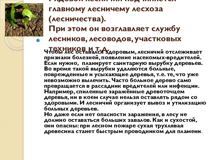 Рядовой лесничий подчиняется главному лесничему лесхоза (лесничества). При этом он