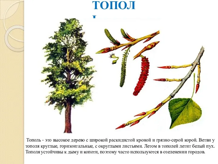 ТОПОЛЬ Тополь - это высокое дерево с широкой раскидистой кроной